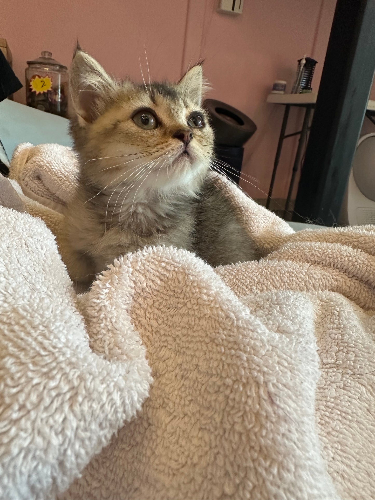 Peanut