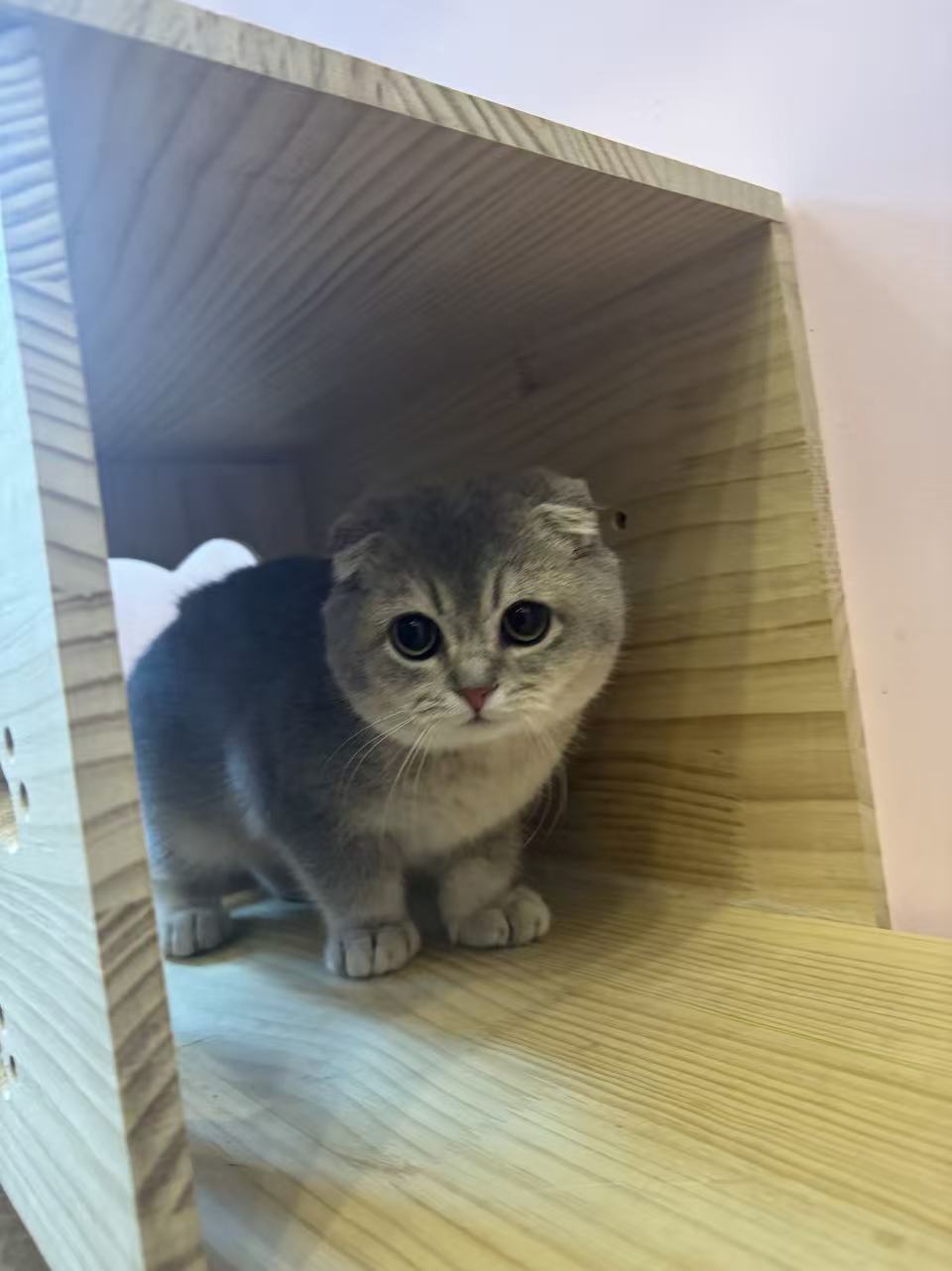 Teddy